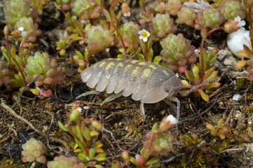 Common Pill Woodlouse (Armadillidium vulgare) adult, resting on moss. Artropode terrestre, Isopode...