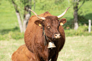belle vache Salers et sa belle cloche