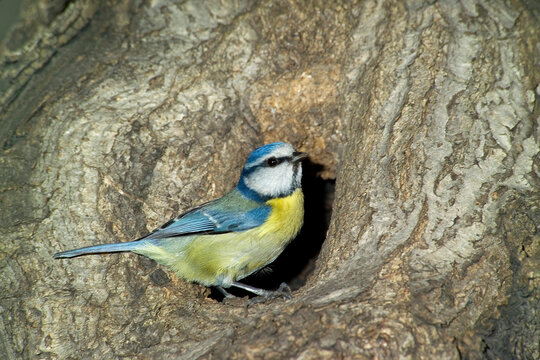 blue tit at nest Cinciarella (Parus caeruleus) Alghero, Sardegna. Italia