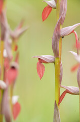 Tongue Orchids (Serapias lingua) flowering Sardinia, Italy.