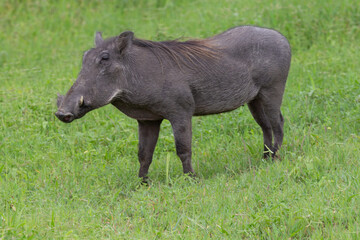 Female warthog standing in grass in Tarangire National Park Tanzania Africa