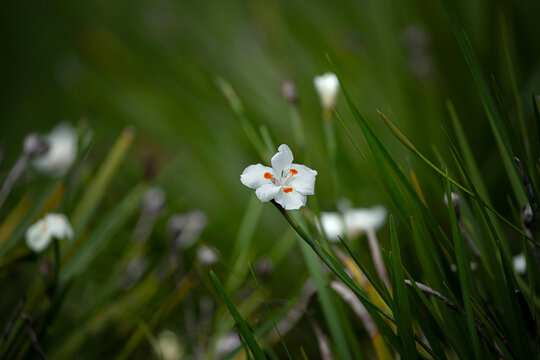 A highlighted white flower shines serenely on a blurred chaotic greenery background. The fairy iris also known as African iris (Dietes grandiflora).