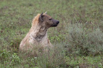 Drooling hyena sitting in tall grass of Serengeti National Park Tanzania Africa