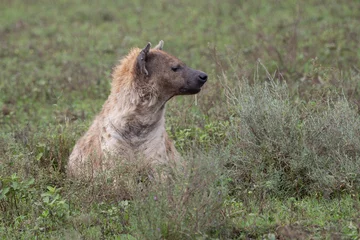 Poster Drooling hyena sitting in tall grass of Serengeti National Park Tanzania Africa © Scot