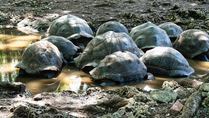 Giant tortoise Aldabra Zanzibar Prison Island Changuu - a few huge turtles in the pond water