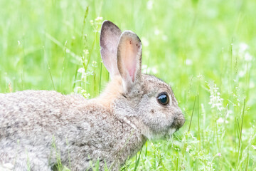 rabbit in the grass