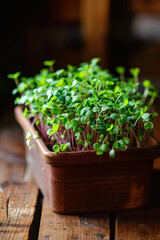 Young sprouts close up. Growing microgreens at home. Healthy eating concept. Microgreens in a small brown container on a dark wooden table. Organic food