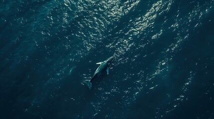 Aerial view of Gray Whale in Pacific ocean near Mexican shore Baja California Sur Mexico : Generative AI