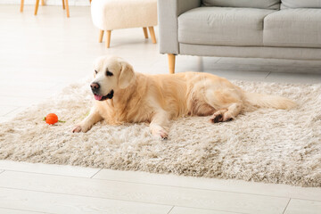 Cute Labrador dog with toy lying on fluffy carpet at home