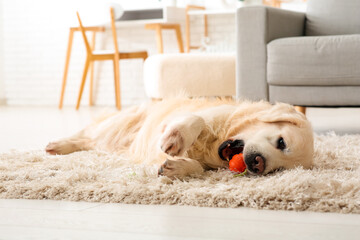 Cute Labrador dog chewing toy on fluffy carpet at home