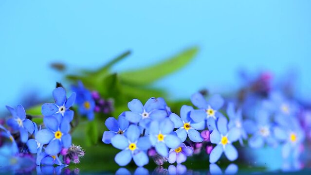 Forget-me-not flowers macro. Rotation.Floral spring background in blue tones.Blue flowers close-up. Spring shade tolerant flowers. 4k footage