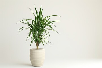 dracaena plant in ceramic pot isolated on beige background with copy space text