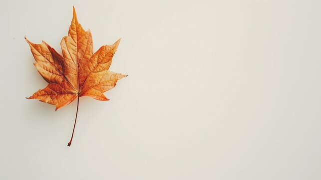 The image of an autumn theme natural maple leaf in yellow orange red burgundy tones on a white background : Generative AI