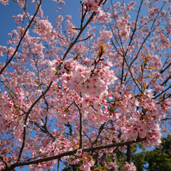 寒桜、水元公園、東京都葛飾区