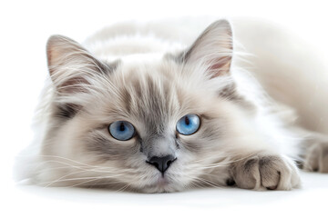 Ragdoll cat isolated on white