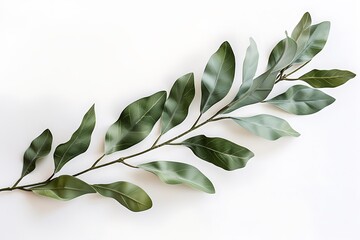 Laurel leaf isolated on white - obrazy, fototapety, plakaty