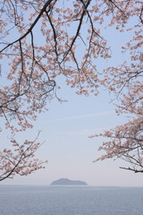 Fototapeta na wymiar spring cherry blossoms