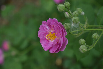Beautiful city flowers Beijing China