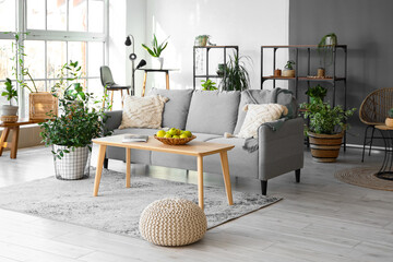 Interior of modern living room with comfortable sofa, houseplants, shelving units and table with apples