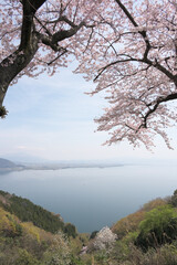 spring cherry blossoms