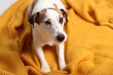 Cute dog on orange blanket at home. Lovely pet