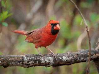 Cardinal on branch
