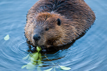 North American Beaver eating