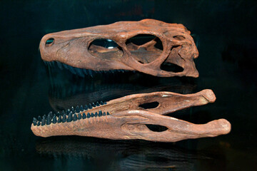 fossil trilobite imprint in the sediment. 3.6 Billion Year old Trilobite © Luci