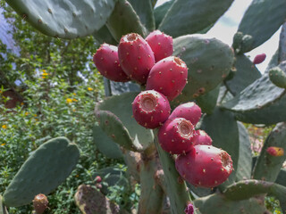 approach of prickly pear cactus fruits, ready-to-eat green and purple fruits, traditional...