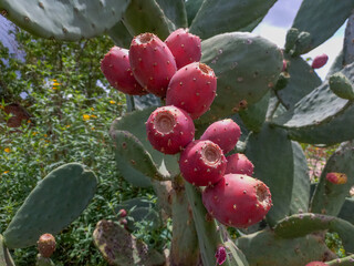 approach of prickly pear cactus fruits, ready-to-eat green and purple fruits, traditional...