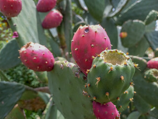 Close up of ripe prickly pear fruit