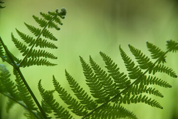 fern leaf in the forest Felce (Pteridium aquilinum) Monte Limbara, Sardegna, Italia. © antasfoto