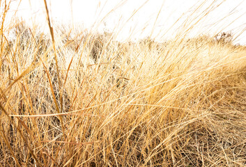 Fototapeta premium Dry Grasses And Blown Out Sky
