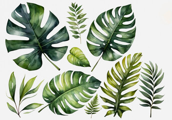 Set of tropical leaves isolated on white background. Watercolor illustration.