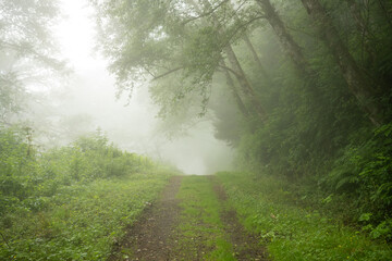 Foggy Skies Over Two Trail Coastal Trail