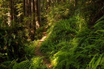 Giant Ferns Lie Trailside in Redwood National Park