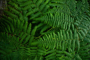 Fototapeta na wymiar Green Leaves of Ferns Cover Image