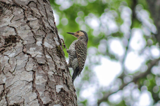 woodpecker on tree