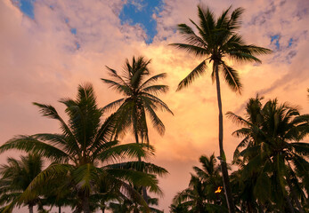 Fototapeta na wymiar Fiji tall coconut palms with golden afternoon clouds and blue sky wider
