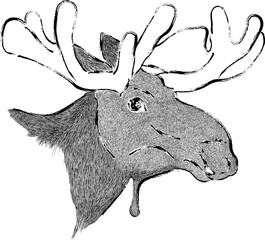 Vintage Moose, Animal Illustration