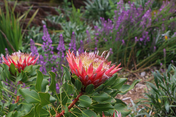 Fototapeta premium Protea cynaroides (King Protea) , South Africa