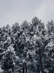 snow covered trees