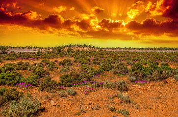 Red Desert - Western Australia just Out of Kalgoorlie