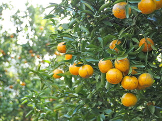 Tangerine orange farm full of ripe orange fruits. Ripe oranges hanging on branch at organic orange farm. Type of orange has thin peel, lots of seeds, and high in vitamin C. Blur background and bokeh
