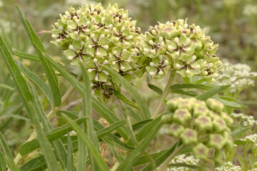 Antelope horns milkweed flower closeup in bloom during Texas spring.