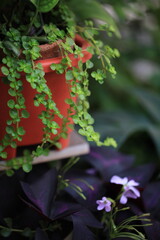 Green leaves of Dischidia nummularia in nature blur background