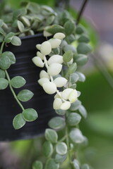Green leaves of Dischidia nummularia in nature blur background