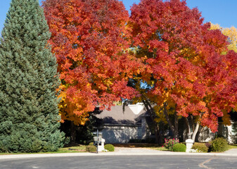 Driveway to suburban house guarded by fall trees, US.