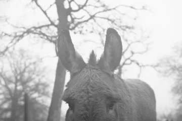 Fotobehang Listening or hearing concept with mini donkey in winter fog closeup in black and white showing large ears. © ccestep8