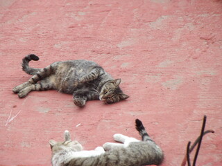 Happy International Cat Day August 8, two cute kittens playing with each otherFeliz día...
